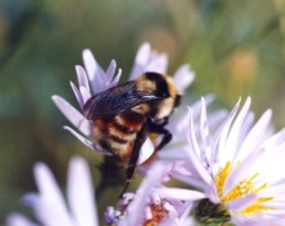bee-on-aster.jpg
